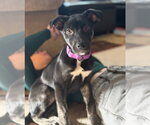 Small #3 Border Terrier-Labrador Retriever Mix