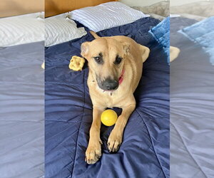 Black Mouth Cur-Labrador Retriever Mix Dogs for adoption in San Diego, CA, USA