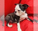 Small Photo #11 Faux Frenchbo Bulldog Puppy For Sale in WATERVLIET, NY, USA