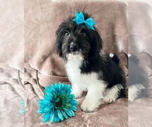 Bichon Frise-Cavapoo Mix Puppy for sale in ELKTON, KY, USA