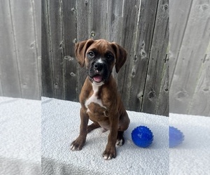 Boxer Puppy for sale in GREENWOOD, IN, USA