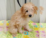 Small #1 Poodle (Miniature)