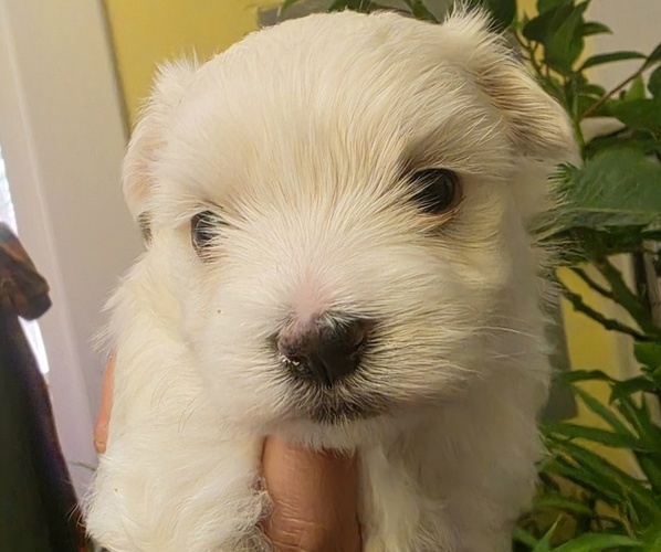 Medium Photo #1 Maltese Puppy For Sale in PLACITAS, NM, USA