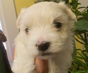 Maltese Puppy for Sale in PLACITAS, New Mexico USA