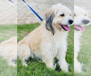 Bichon Frise-Unknown Mix Dogs for adoption in East Derry, NH, USA