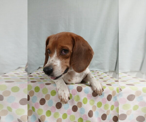 Medium Photo #12 Beagle Puppy For Sale in Murfreesboro, NC, USA