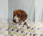 Small Photo #12 Beagle Puppy For Sale in Murfreesboro, NC, USA
