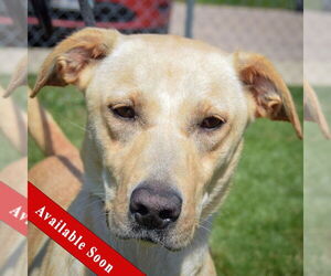 Mutt Dogs for adoption in Huntley, IL, USA