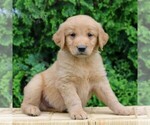 Small #2 Golden Retriever