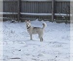 Small Photo #13 Huskies -Unknown Mix Puppy For Sale in Columbus, IN, USA
