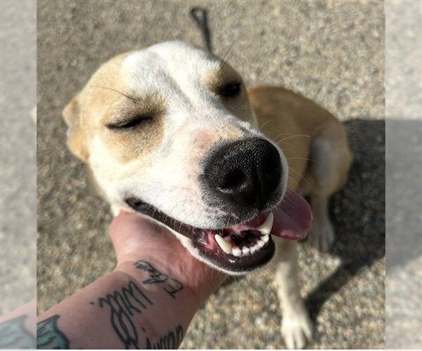 Medium Photo #1 Siberian Husky-Unknown Mix Puppy For Sale in Palmetto, FL, USA