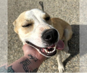 Siberian Husky-Unknown Mix Dogs for adoption in Palmetto, FL, USA