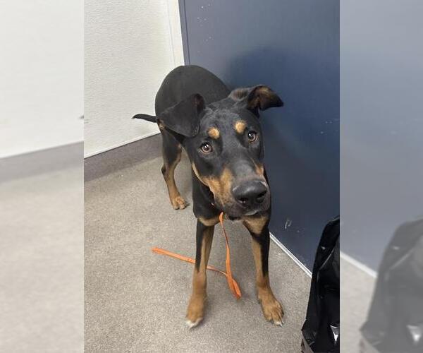 Medium Photo #1 Doberman Pinscher Puppy For Sale in HESPERIA, CA, USA