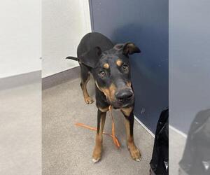Doberman Pinscher Dogs for adoption in HESPERIA, CA, USA