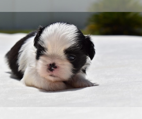 Medium Photo #6 Shih Tzu Puppy For Sale in PALM COAST, FL, USA