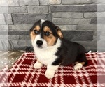 Small #2 Pembroke Welsh Corgi