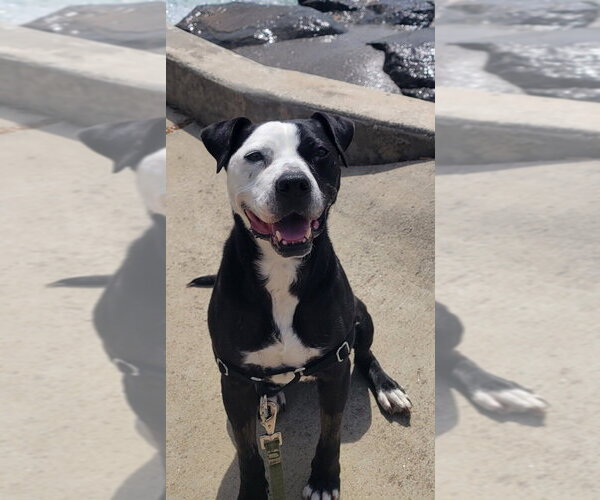Medium Photo #1 Mutt Puppy For Sale in Candler, NC, USA