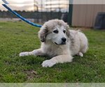 Small Photo #3 Great Pyrenees-Unknown Mix Puppy For Sale in Canton, CT, USA