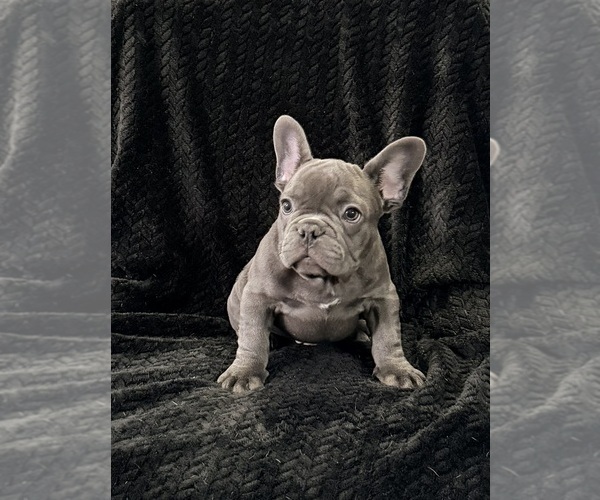 Medium Photo #45 French Bulldog Puppy For Sale in FOUNTAIN CITY, IN, USA