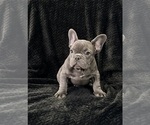 Puppy Kenny French Bulldog