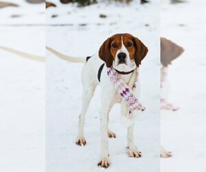 Treeing Walker Coonhound Dogs for adoption in Sandy, UT, USA