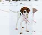 Small Photo #1 Treeing Walker Coonhound Puppy For Sale in Sandy, UT, USA