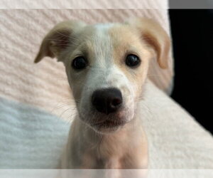 Biscuit - Female Feist Terrier-Jack Russell Terrier Mix Dog for Adoption - Photo #5