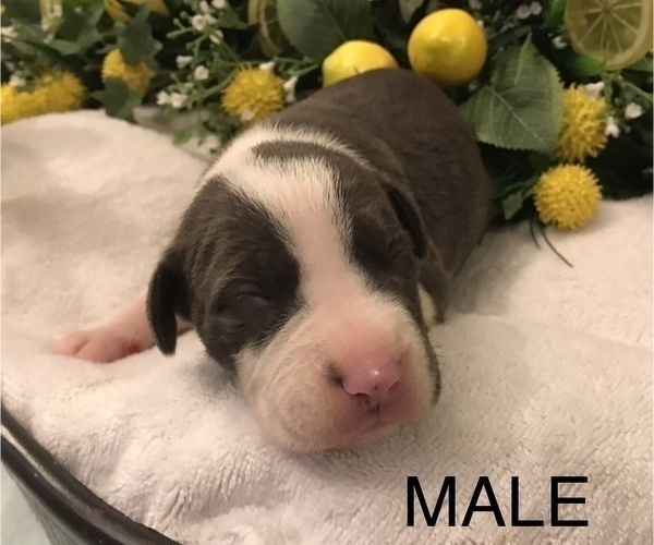Medium Photo #4 American Bully Puppy For Sale in SALEM, IL, USA