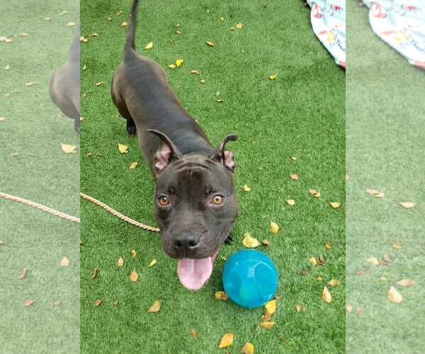 Medium Photo #41 American Pit Bull Terrier-Unknown Mix Puppy For Sale in Pompano Beach , FL, USA