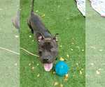 Small #40 American Pit Bull Terrier Mix