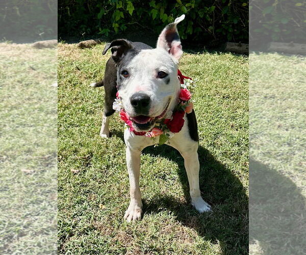 Medium Photo #4 American Pit Bull Terrier-Unknown Mix Puppy For Sale in Redlands, CA, USA
