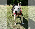 Small #3 American Pit Bull Terrier Mix