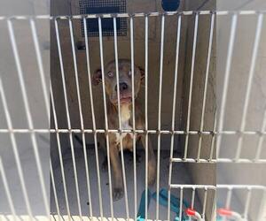 American Pit Bull Terrier-Unknown Mix Dogs for adoption in Oklahoma City, OK, USA