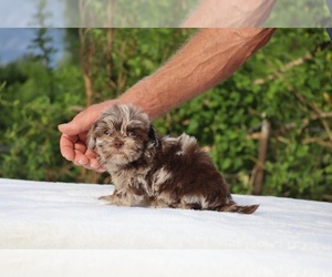 ShihPoo Puppy for sale in DYERSBURG, TN, USA