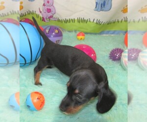 Dachshund Dog for Adoption in RATTAN, Oklahoma USA