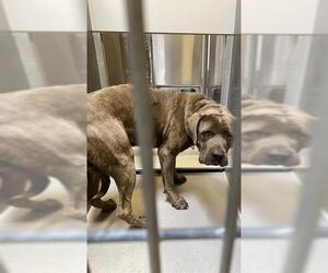 Mutt Dogs for adoption in Modesto, CA, USA
