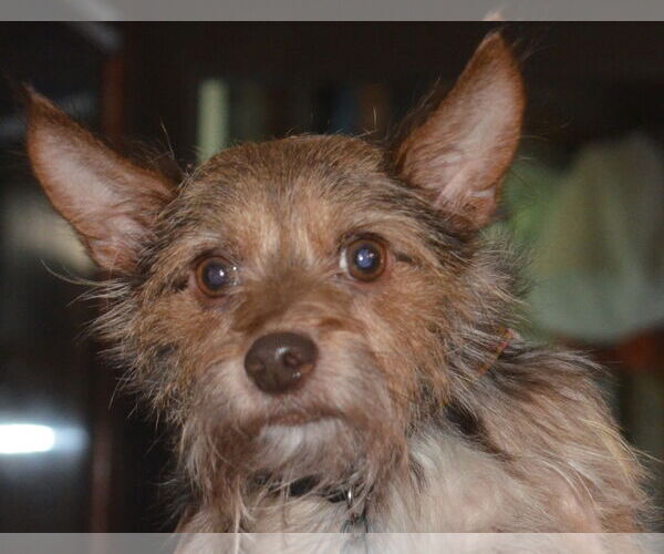 Medium Photo #2 Chihuahua-Unknown Mix Puppy For Sale in Greensboro, NC, USA