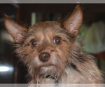 Small #1 Chihuahua Mix