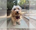 Small Photo #5 Goldendoodle (Miniature) Puppy For Sale in HALTOM CITY, TX, USA