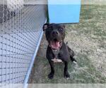 Small #1 American Staffordshire Terrier Mix