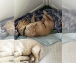 Small Photo #24 Golden Retriever Puppy For Sale in BIG CABIN, OK, USA