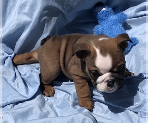 Bulldog Puppy for sale in BRADENTON, FL, USA