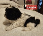 Puppy Spencer Shih Tzu