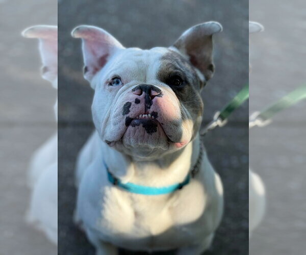 Medium Photo #1 Free-Lance Bulldog Puppy For Sale in Oro Medonte, Ontario, Canada