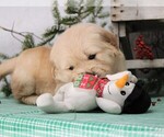 Small Photo #12 Golden Retriever Puppy For Sale in JONES, MI, USA