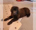 Small Photo #5 Newfoundland Puppy For Sale in BERESFORD, SD, USA