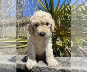 Double Doodle Puppy for sale in NAVARRE, FL, USA