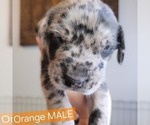 Puppy Orange Daniff-Neapolitan Mastiff Mix