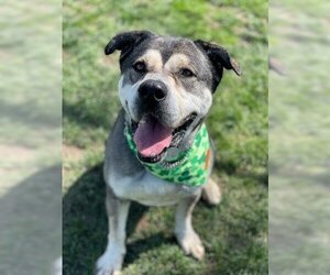 Logan - Male American Staffordshire Terrier-Siberian Husky Mix Dog for Adoption - Photo #4