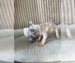Small #4 French Bulldog